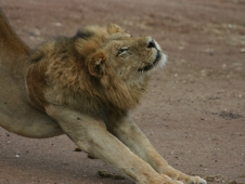 botswana lion
