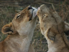botswana lionesses