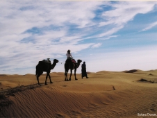 niger-camel
