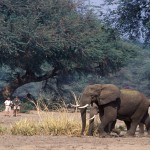 zambia-sausage-tree-walking-safari